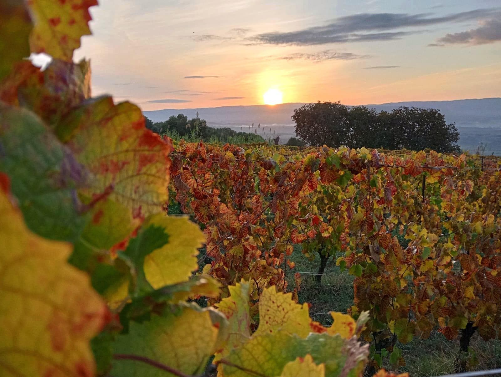 Casa Comerci Wine Experience